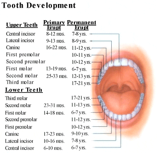 tooth eruption chart erupt01