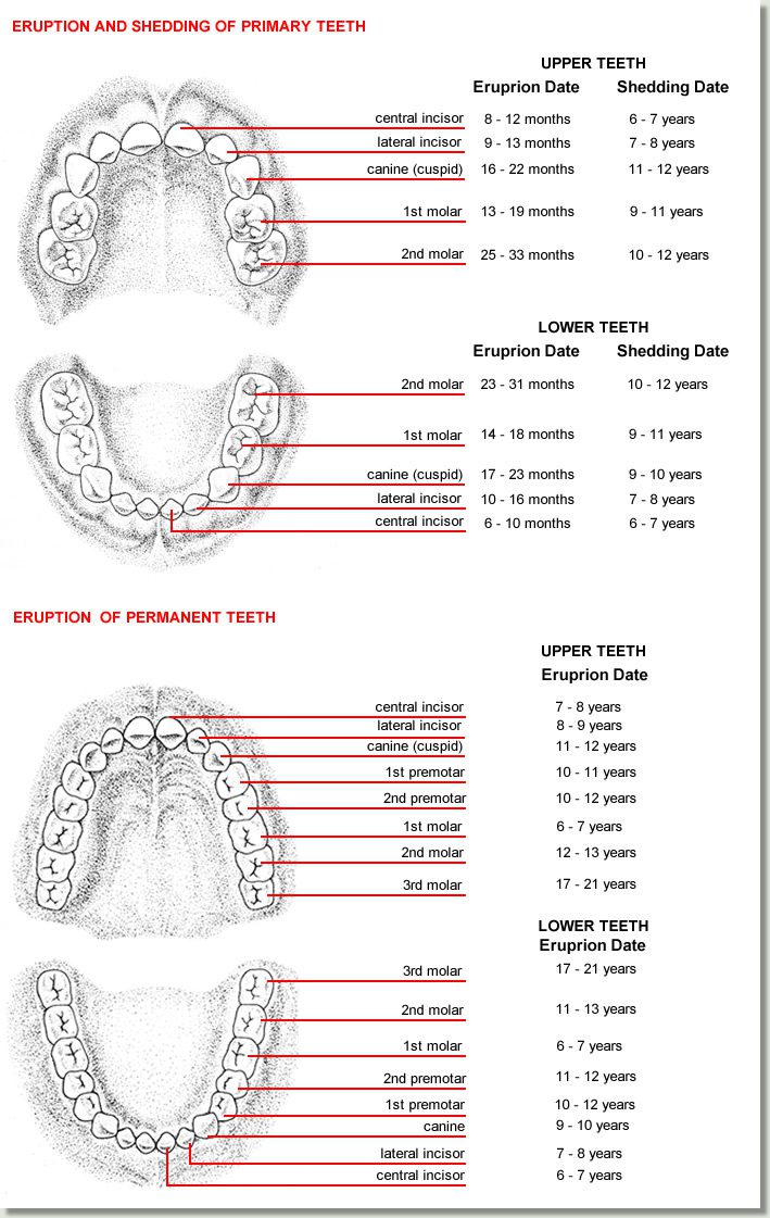 Tooth Eruption Chart - DrBunn.com